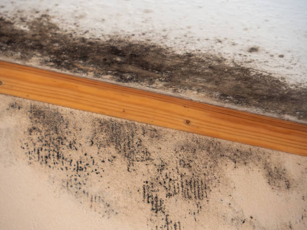 Best Indoor Air Quality Assessment  in Frostproof, FL