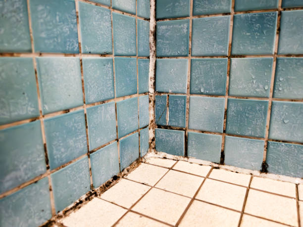 Best Commercial Mold Inspection  in Frostproof, FL