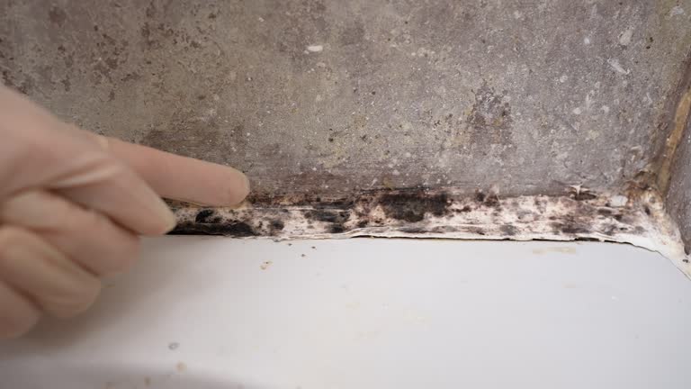 Best Asbestos and Lead Testing During Mold Inspection  in Frostproof, FL